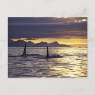 Cartão Postal Baleia assassina ou Orca