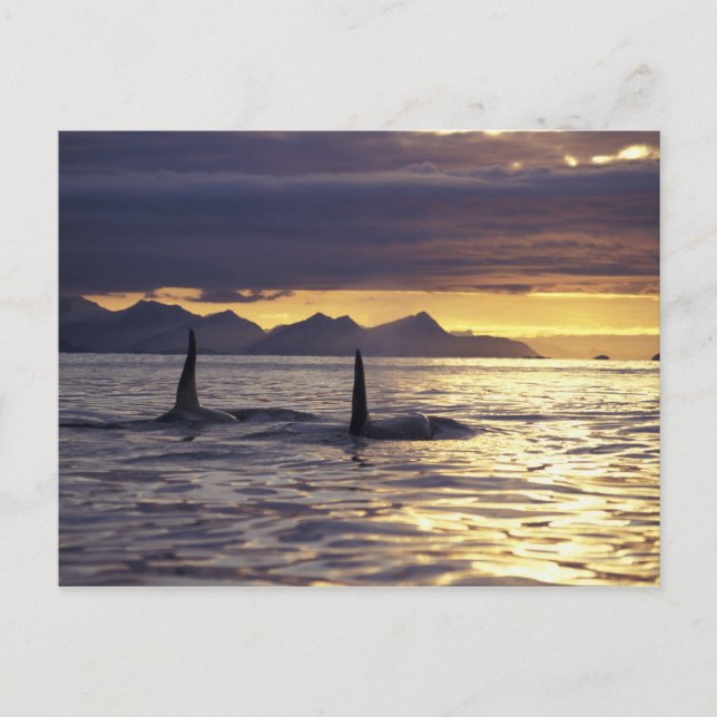 Cartão Postal Baleia assassina ou Orca (Frente)