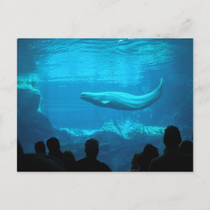 Cartão Postal Baleia Beluga