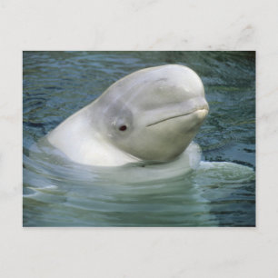 Cartão Postal Baleia Beluga, Delphinapterus leucas)