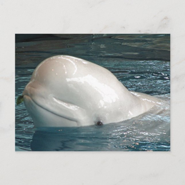 Cartão Postal Baleia de Beluga Cuta Fica Fora da Piscina (Frente)