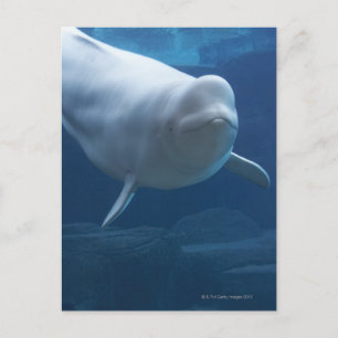Cartão Postal Baleia de Beluga (Delphinapterus leucas)