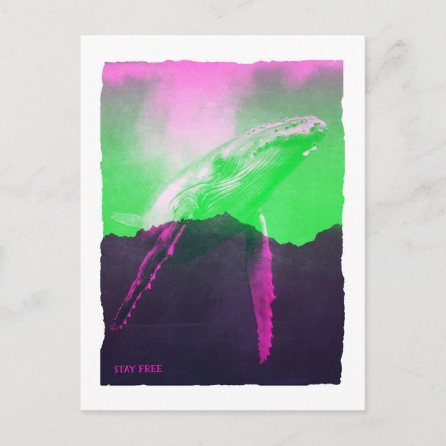 Cartão Postal Baleia Livre (Frente)