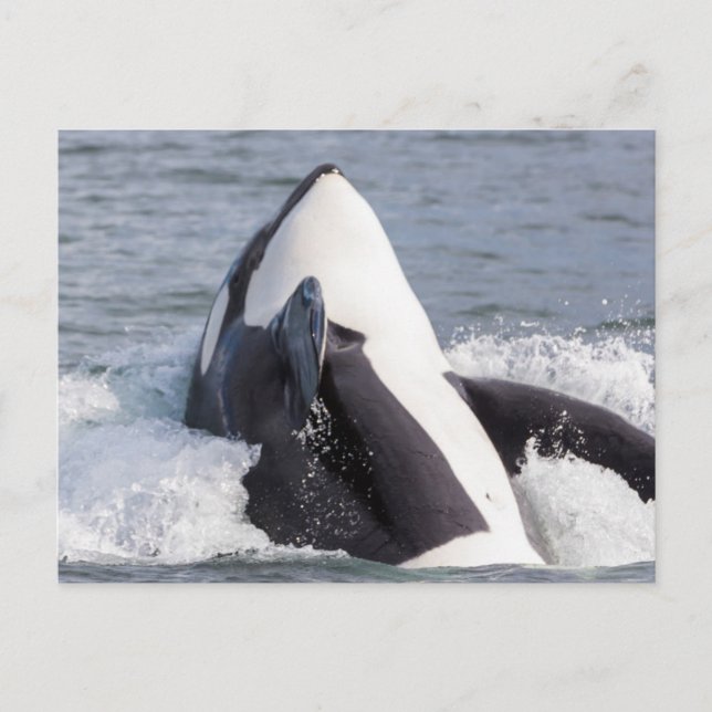 Cartão Postal Baleia Orca saltando (Frente)