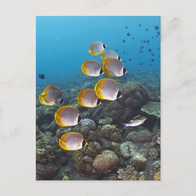 Cartão Postal Bali, Indonésia (Frente)