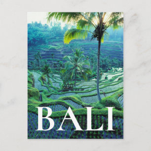 Cartão Postal Bali   Visão Geral das Terras de Arroz
