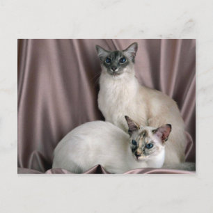 Cartão Postal Balinês, azul-tabby-point e selo-tortie-point