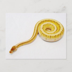 Cartão Postal Ball Python Amarelo Brilhante
