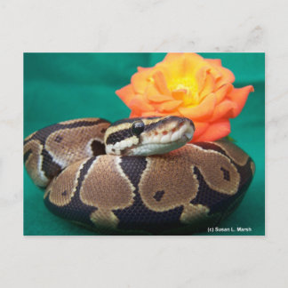 Cartão Postal Ball Python, fundo verde, rosa laranja