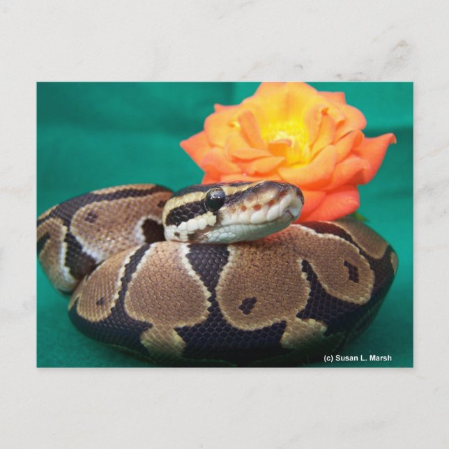 Cartão Postal Ball Python, fundo verde, rosa laranja (Frente)