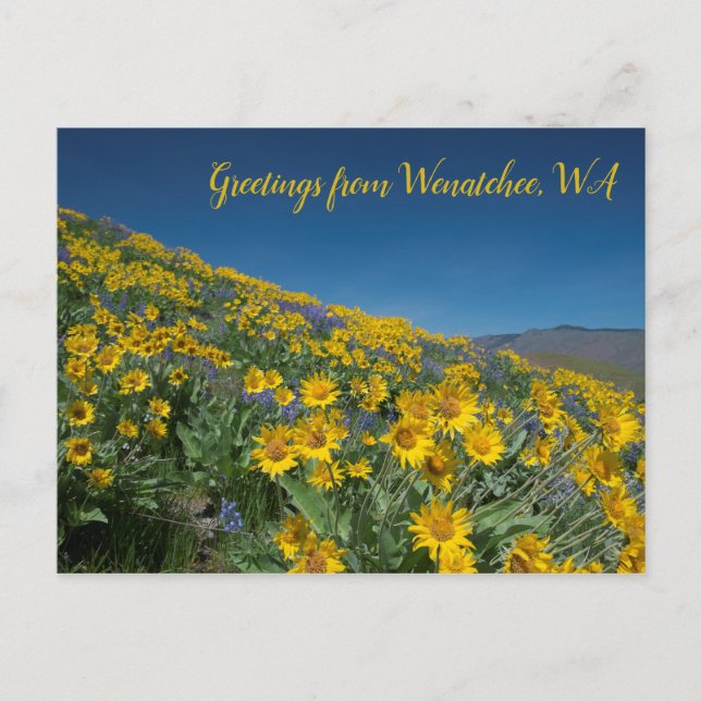 Cartão Postal Balsamroot Bloom em Sage Colinas Wenatchee, WA (Frente)
