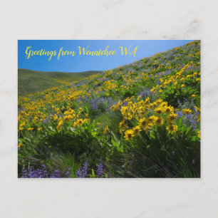 Cartão Postal Balsamroot e Lupine em Sage Colinas Wenatchee, WA