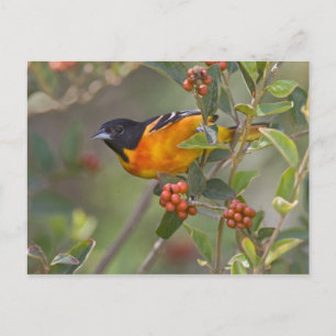 Cartão Postal Baltimore Oriole