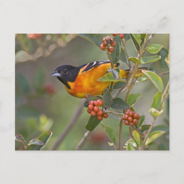 Cartão Postal Baltimore Oriole (Frente)