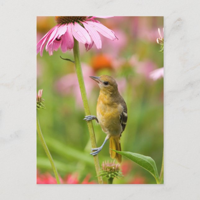 Cartão Postal Baltimore Oriole (Frente)