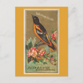 Cartão Postal Baltimore Oriole