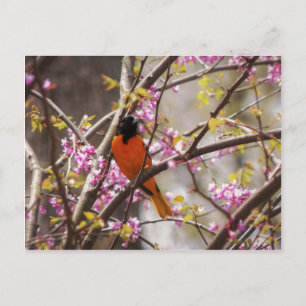 Cartão Postal Baltimore Oriole