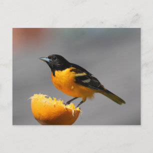 Cartão postal Baltimore Oriole