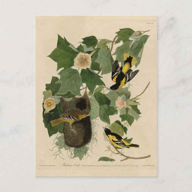 Cartão Postal Baltimore Oriole - das Aves da América de Audubon (Frente)