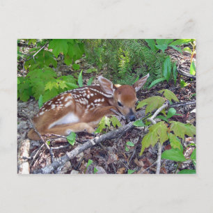 Cartão Postal Bambi le bébé chevreuil