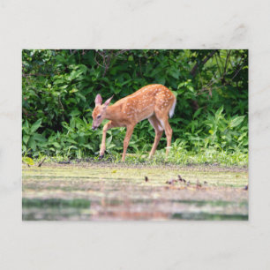 Cartão Postal Bambi perto da água