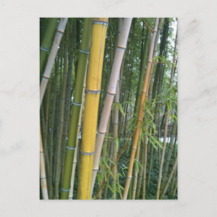 Cartão Postal Bamboo Reeds