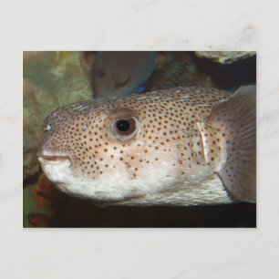 Cartão Postal Bambu