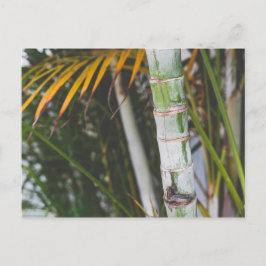 Cartão Postal Bambu do México