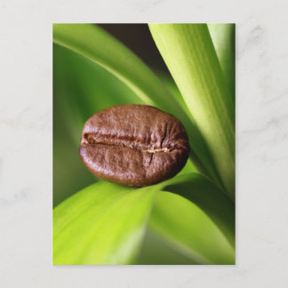 Cartão Postal Bambu Kaffeebohne
