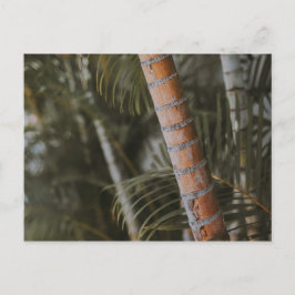 Cartão Postal Bambu mexicano