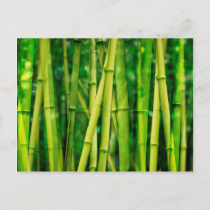 Cartão Postal Bambu Verde
