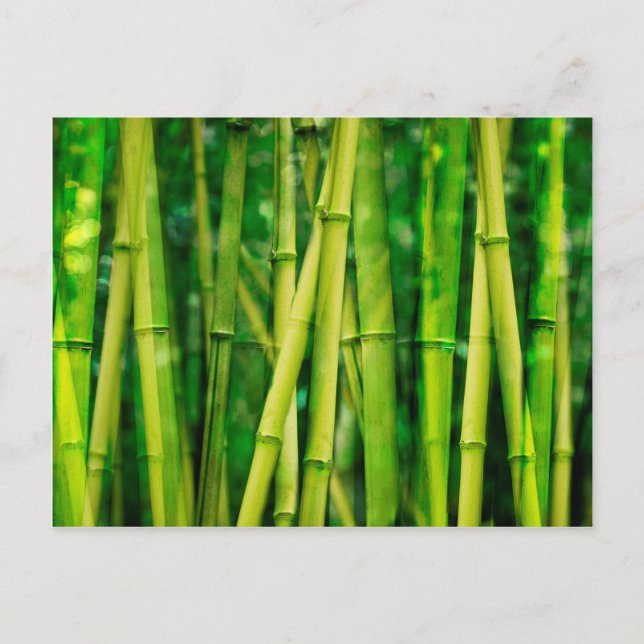 Cartão Postal Bambu Verde (Frente)