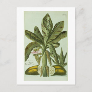 Cartão Postal Banana, from J. Weinmann's Phytanthoza Iconographi