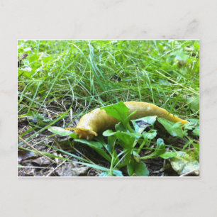 Cartão Postal Banana Slug