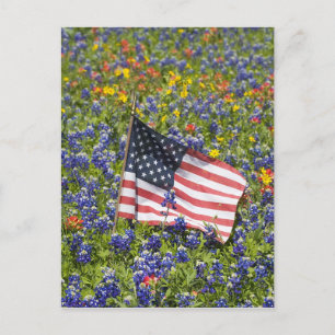 Cartão Postal Bandeira Americana em campo de Blue Bonnets,
