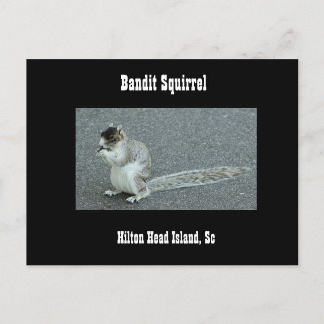Cartão Postal Bandit Squirrel (Frente)