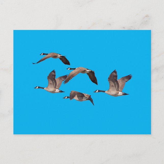 Cartão Postal Bando de gansos selvagens (Frente)