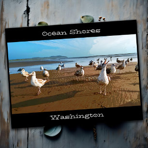 Cartão Postal Bando de Seagull Ocean Shores Beach Washington Sta