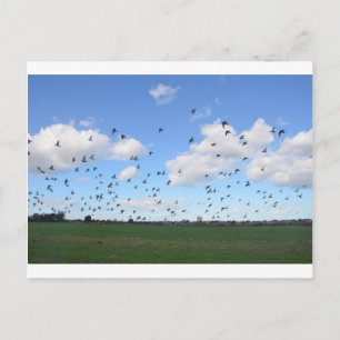 Cartão Postal Bando De Suínos