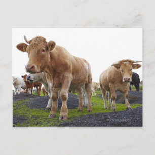 Cartão Postal Bando de vacas brancas jovens no campo escocês