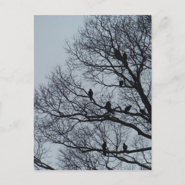 Cartão Postal Bando de Vulturas numa árvore de inverno (Frente)