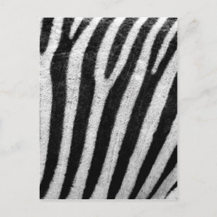 Cartão Postal Banheiras de Cabelo de Zebra Negra e Branca