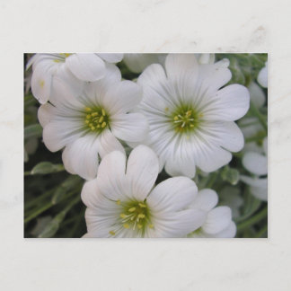 Cartão Postal Banheiras de Fleurs