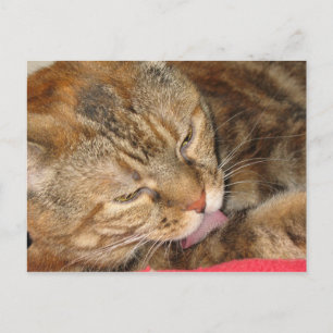 Cartão Postal banho de gato
