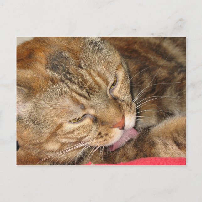 Cartão Postal banho de gato (Frente)
