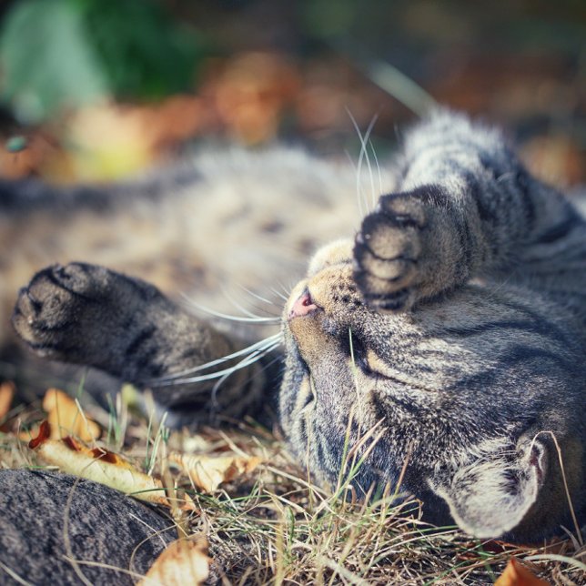 Cartão Postal Banho de sol de gato (Criador carregado)