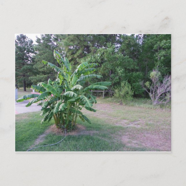 Cartão Postal Bannana Trees (Frente)