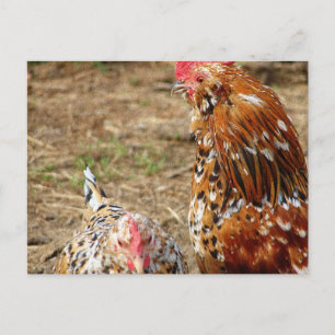 Cartão Postal Bantam Hen e Rooster