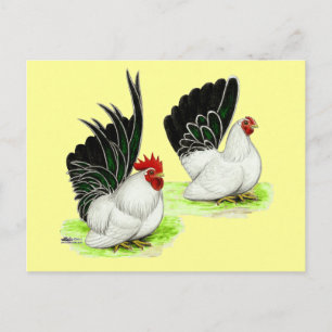 Cartão Postal Bantams brancos pretos japoneses