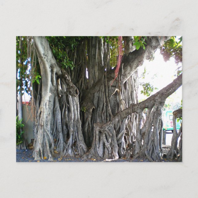 Cartão Postal Banyan Tree (Frente)